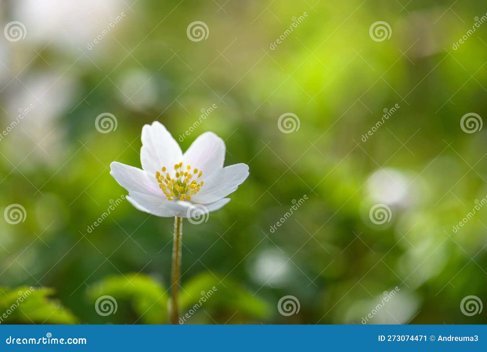 Wildflower Wood Anemone (Anemone Nemorosa), or Sylvie Anemone Stock