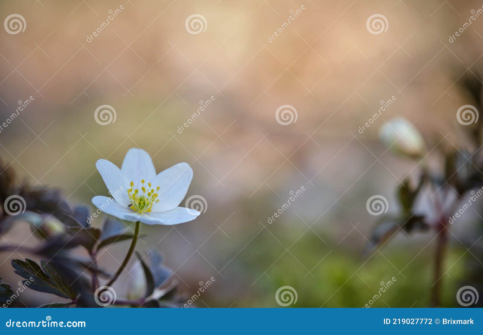 A Wood Anemone in the Shade Stock Photo Image of wood, vegetation
