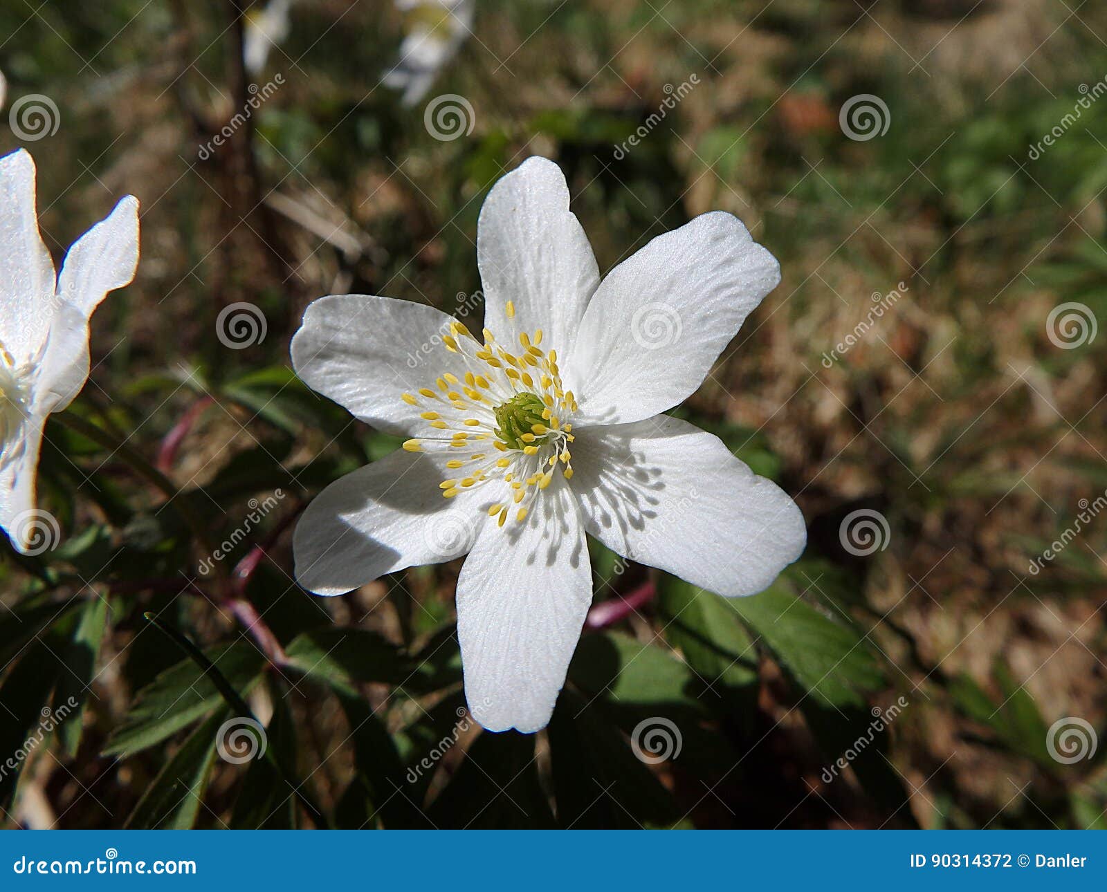 Wood anemone, white flower stock photo. Image of flora 90314372
