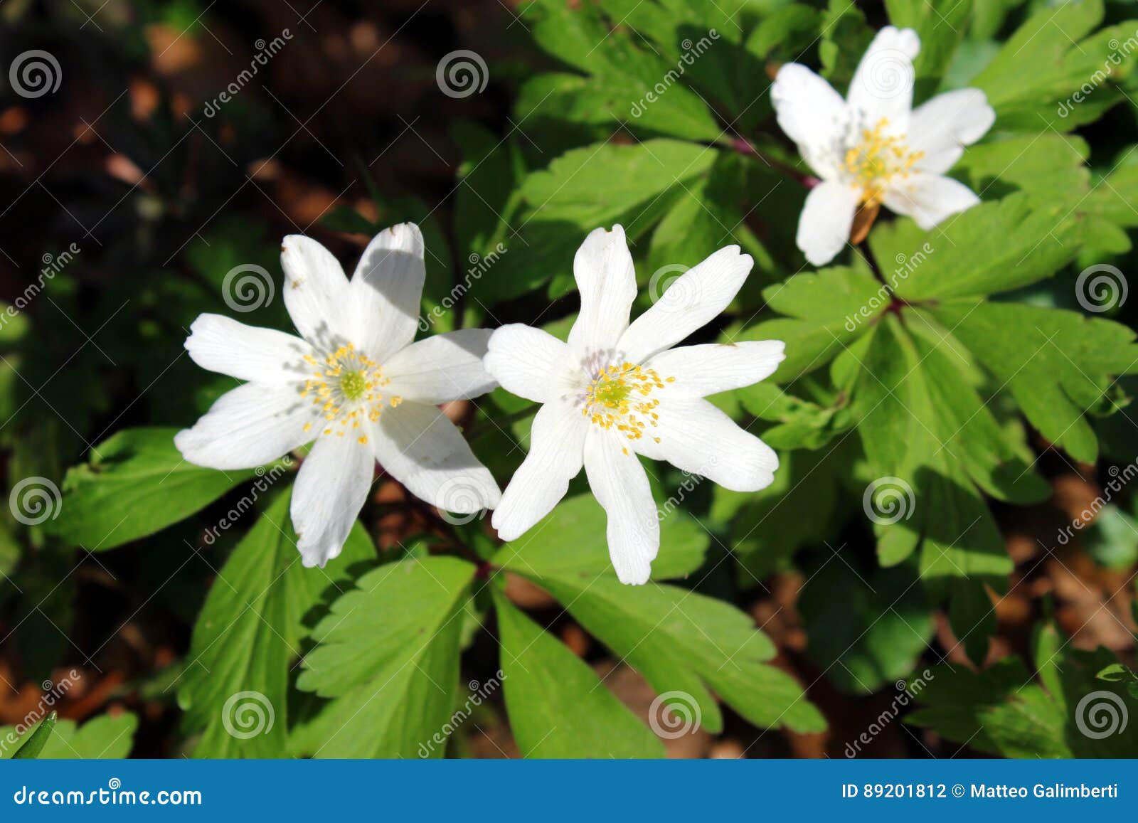 Wood anemone white flowers stock photo. Image of thimbleweed 89201812
