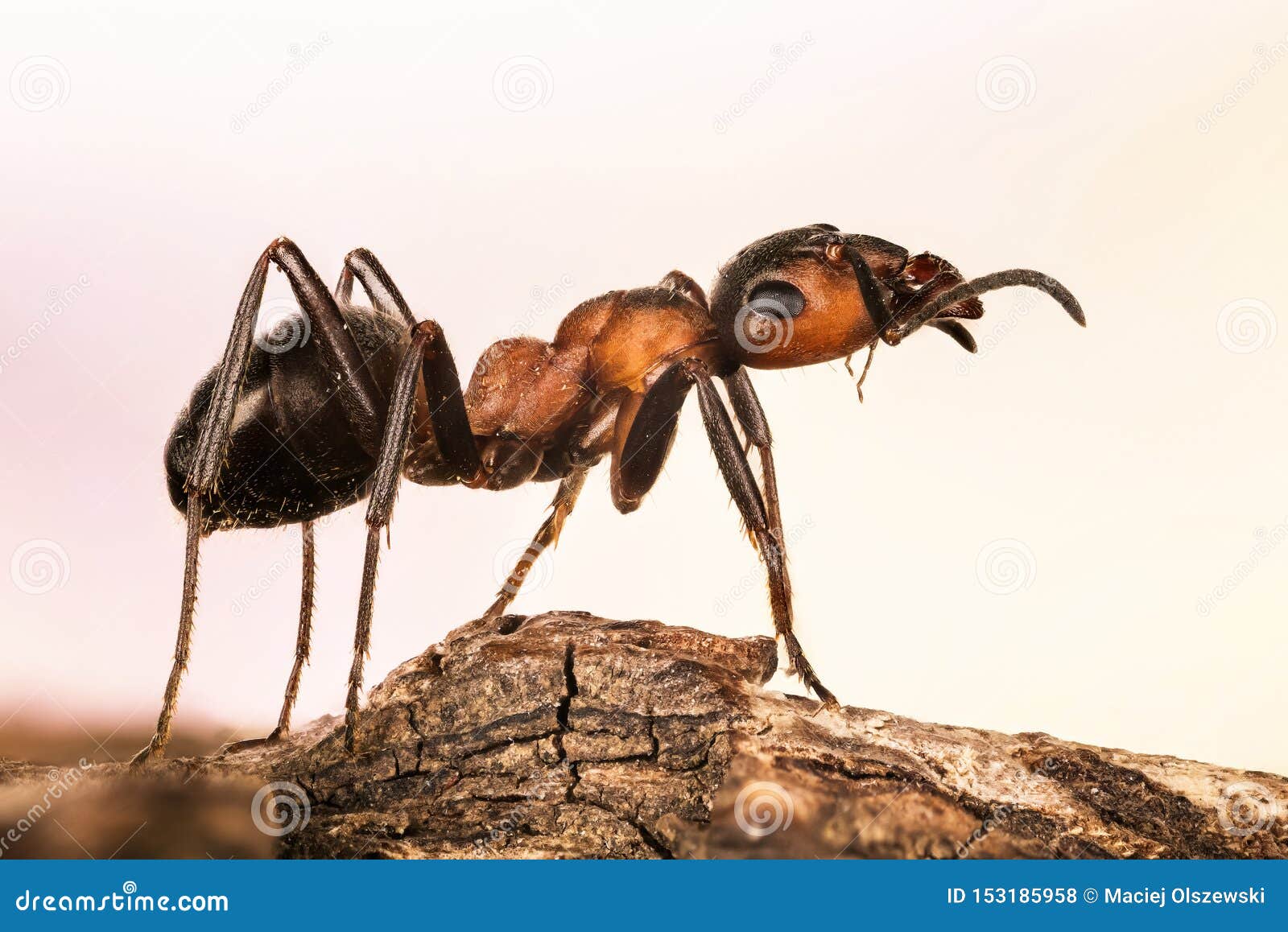 Wood Ant, Ant, Ants, Formica Rufa Stock Photo Image of macro, insect