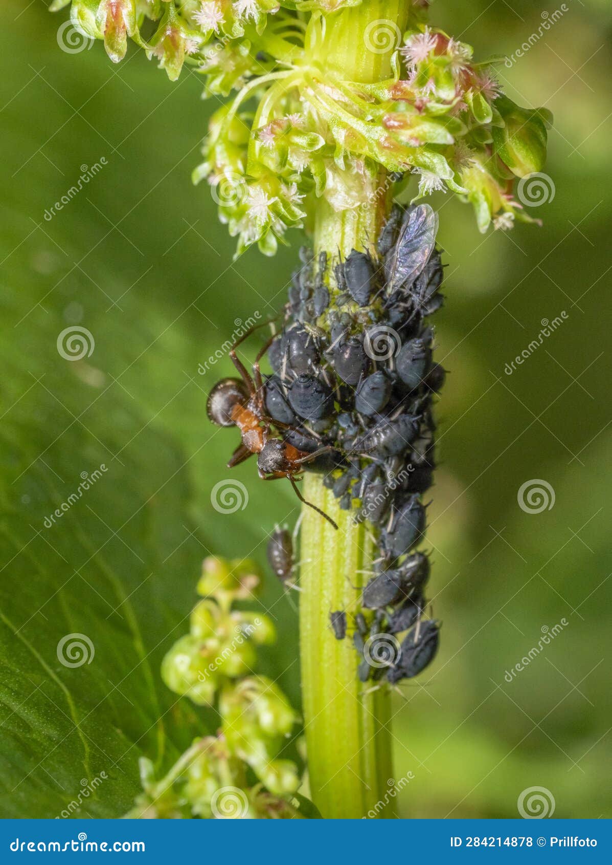 Wood ant and dark aphids stock photo. Image of colony 284214878