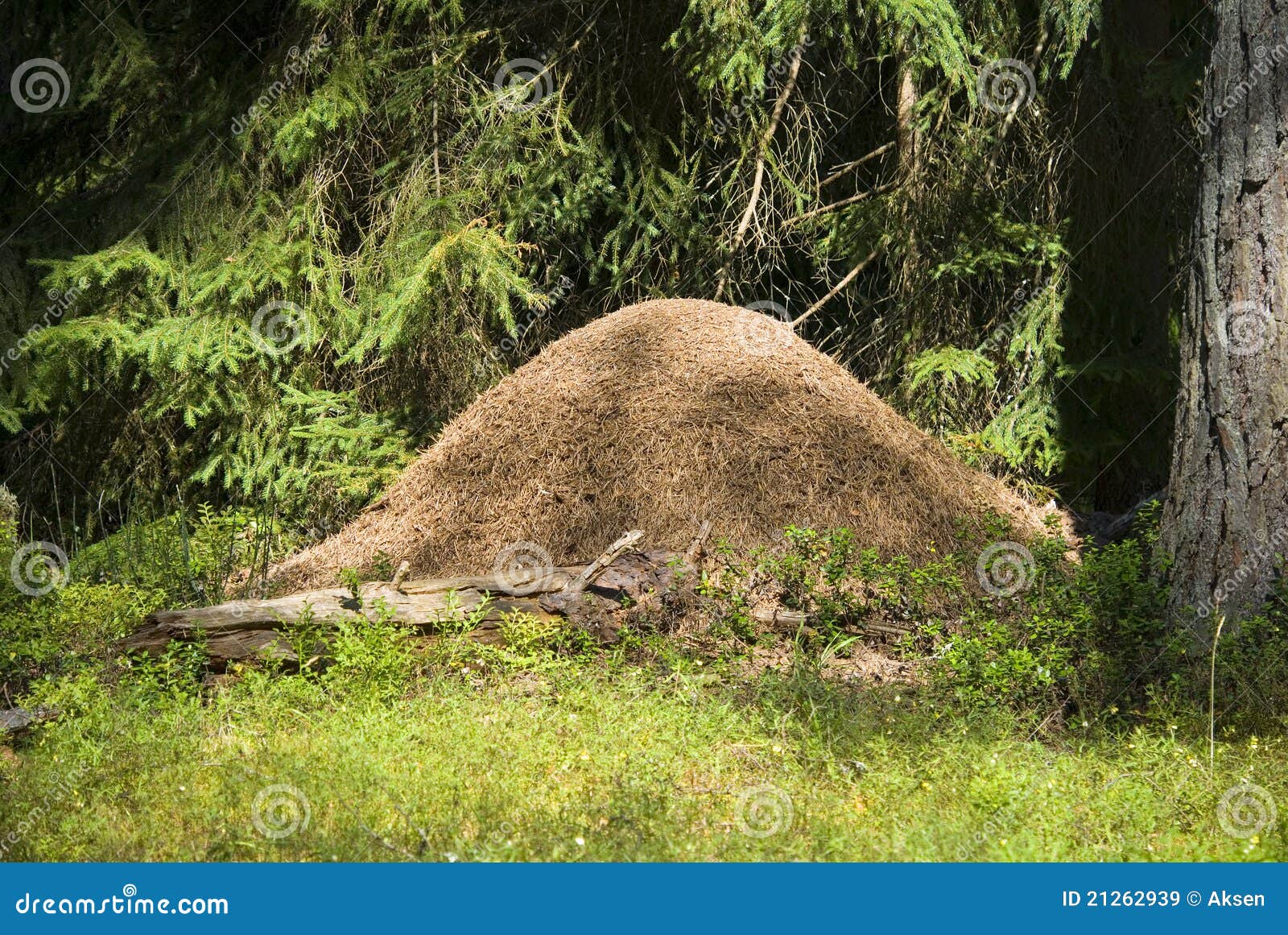 Wood ant hill stock image. Image of coast, wood, insects 21262939