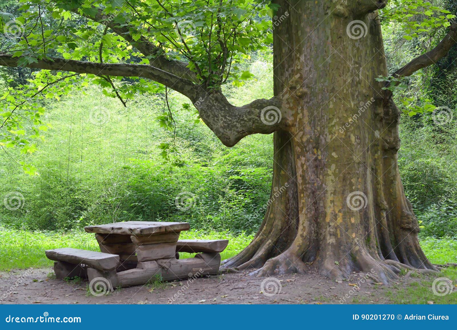 Wood bench under tree stock photo. Image of season, road 90201270