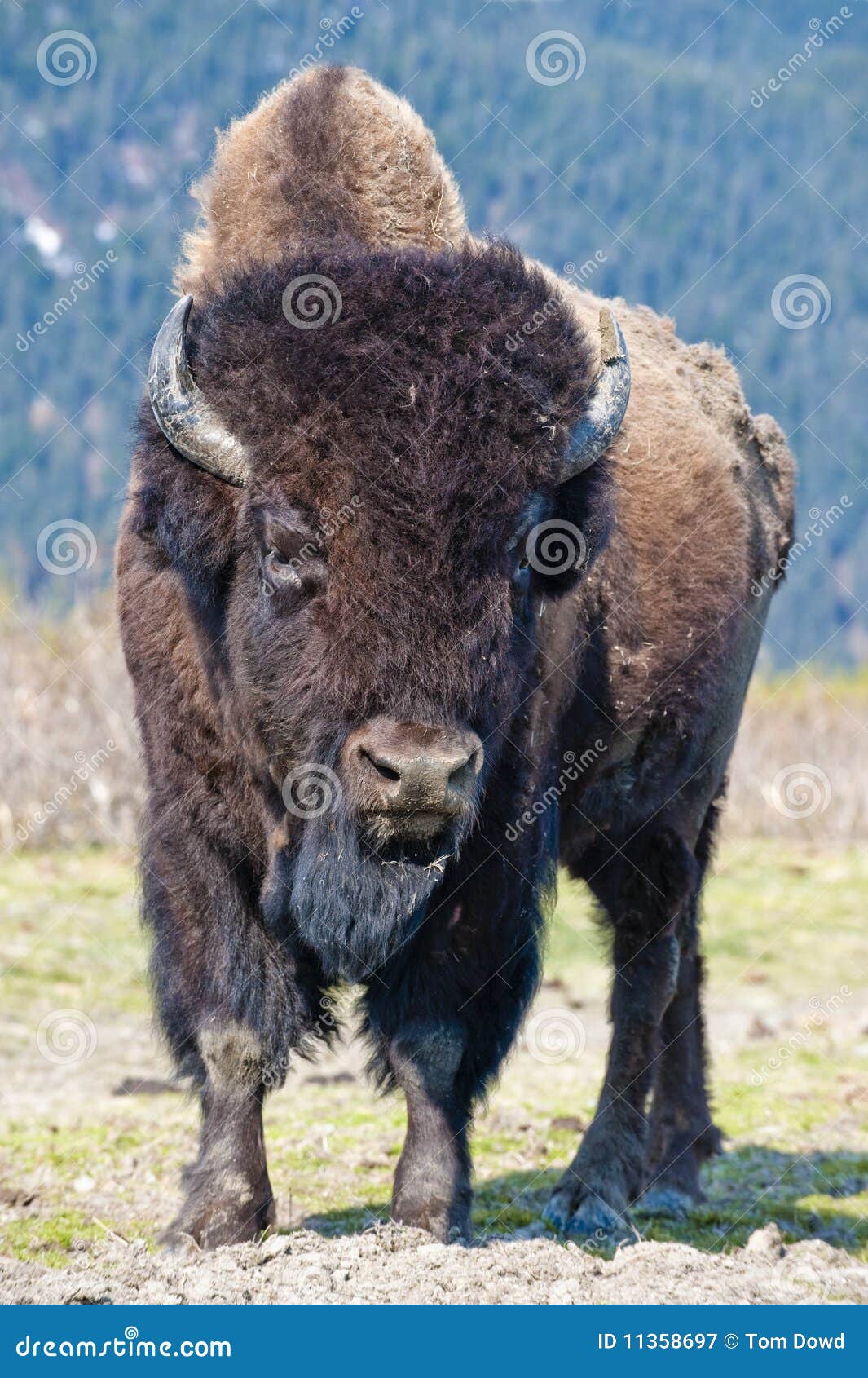 wood bison