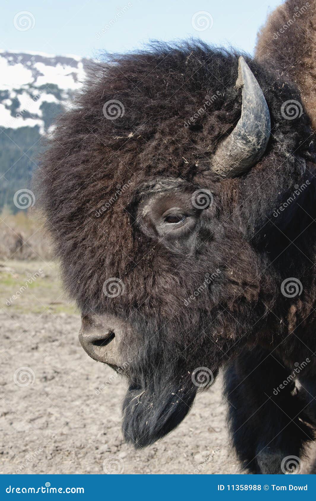 Wood Bison stock photo. Image of alaska, mountains, athabascae 11358988