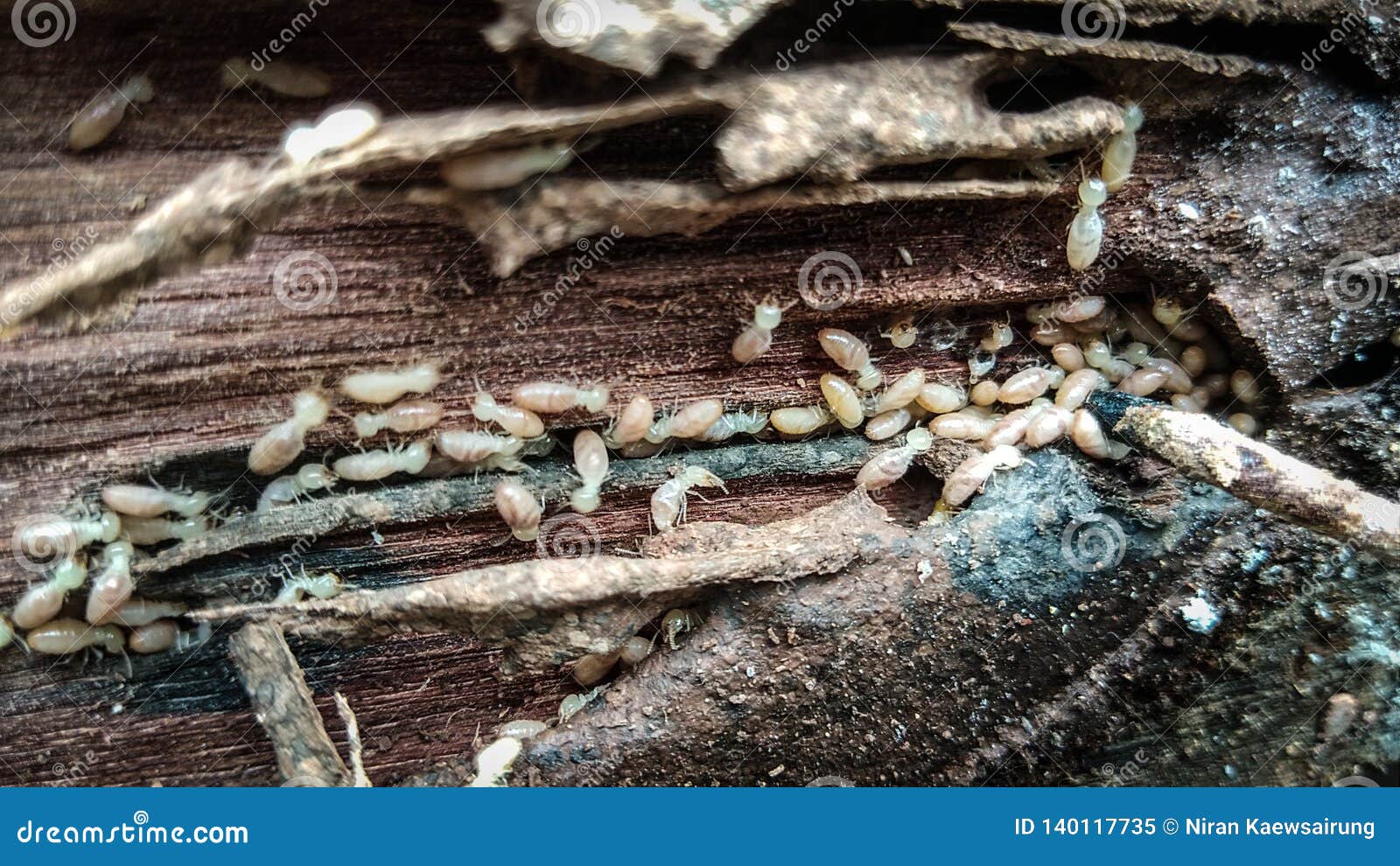 Wood Board Was Eating by Termites Stock Image Image of grunge, decay