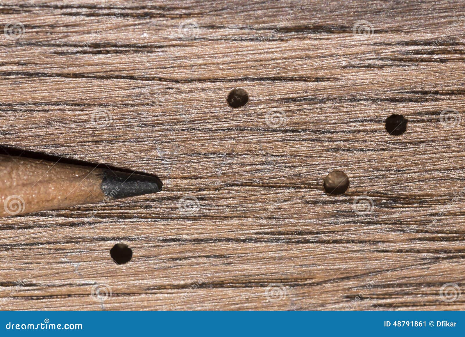 Wood Boring Beetle Damage Stock Photo Image 48791861