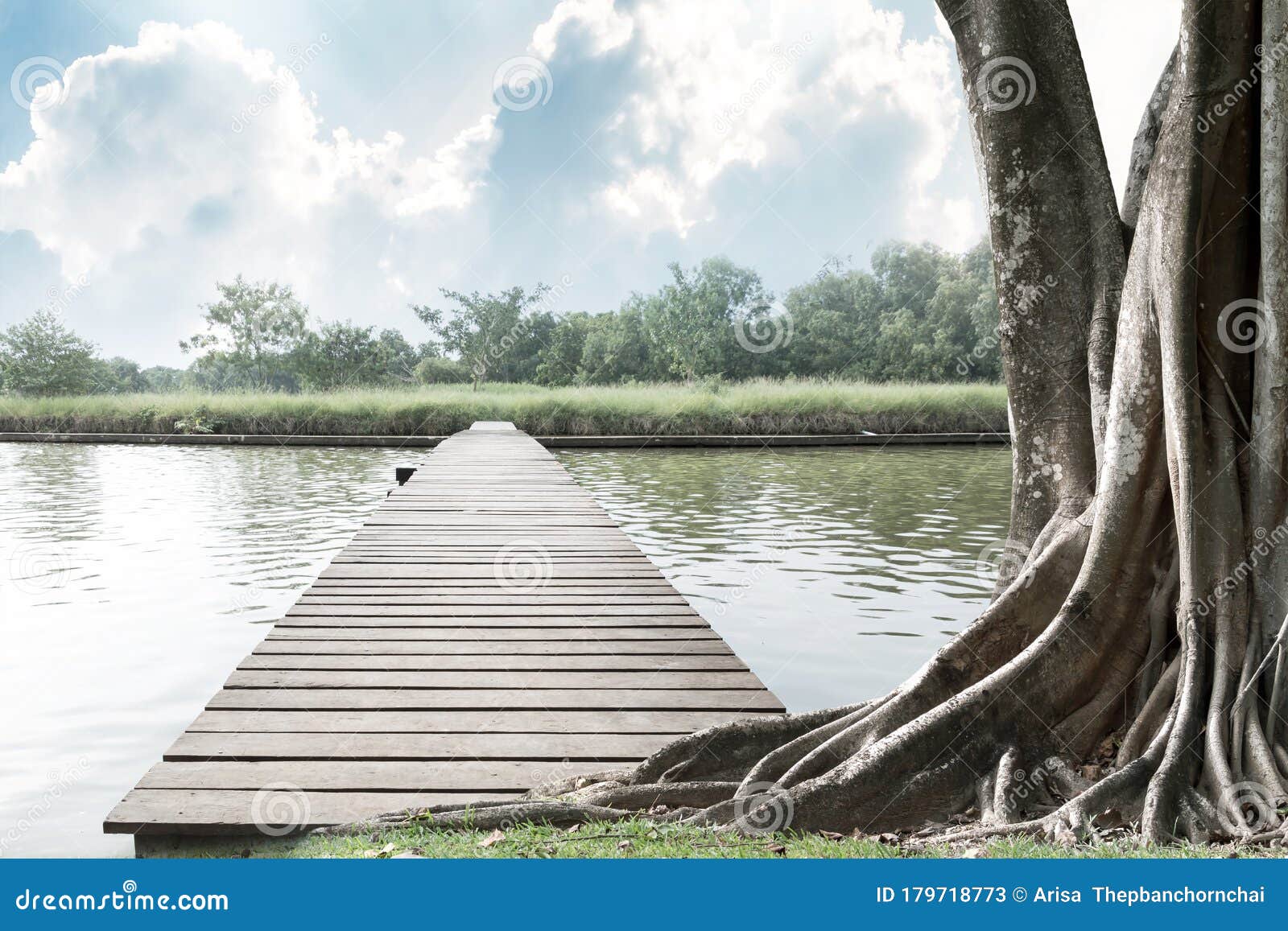 Wood Bridge on the River and Big Tree with Trunk and Roots Spreading Out  Beautiful on Grass Green in Nature Forest Background with Stock Image -  Image of construction, port: 179718773
