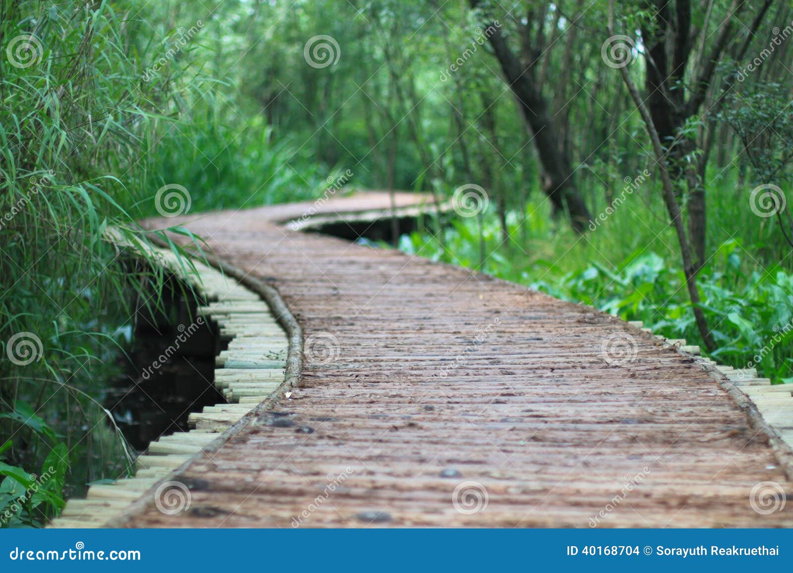 The wood bridge at xixi wetland hangzhou china