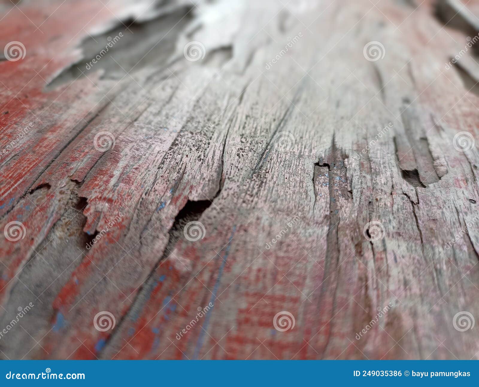 Wood that is Brittle but Still Strong Stock Photo Image of flower