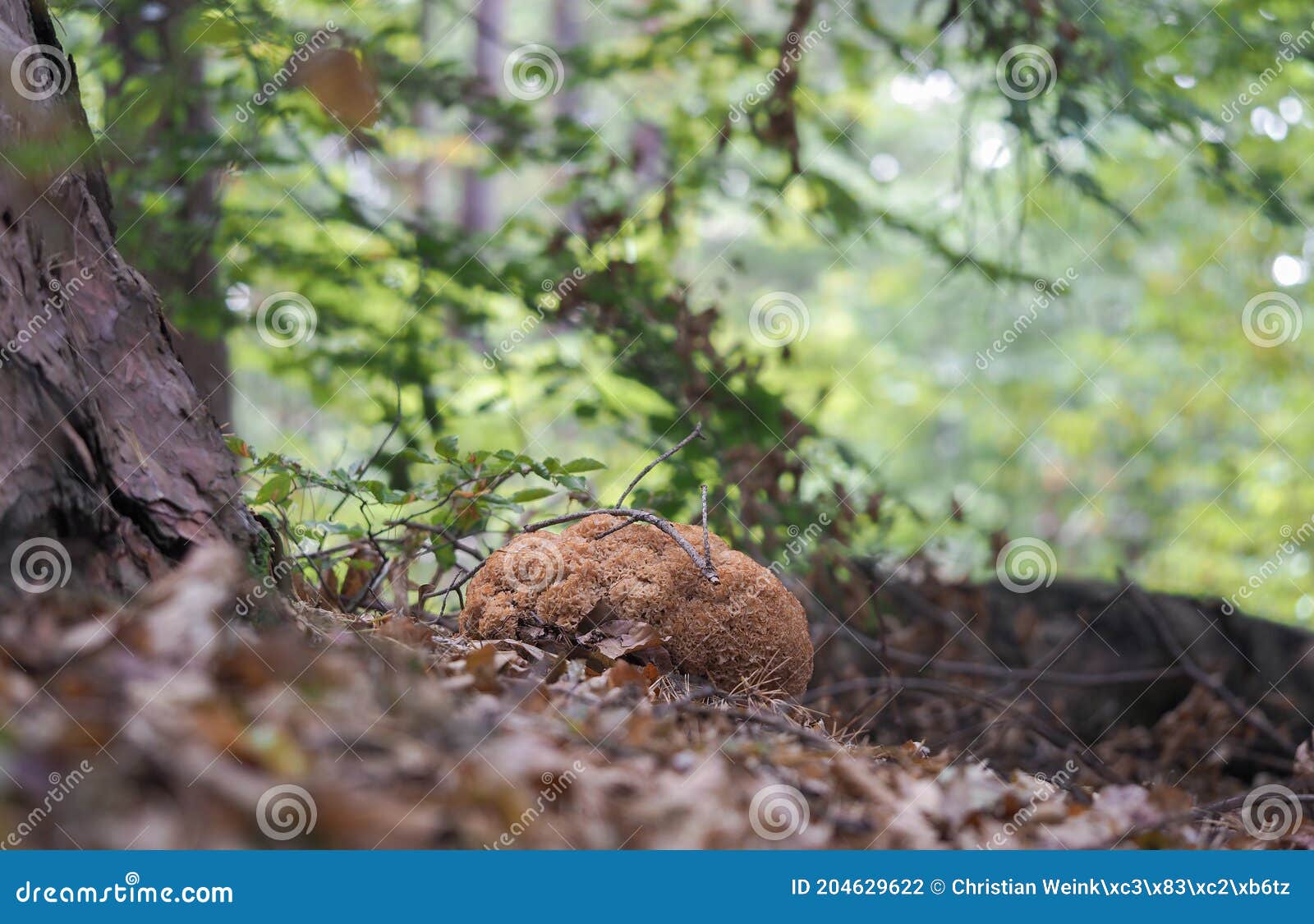 the wood cauliflower (sparissis crispa) is an edible mushroom