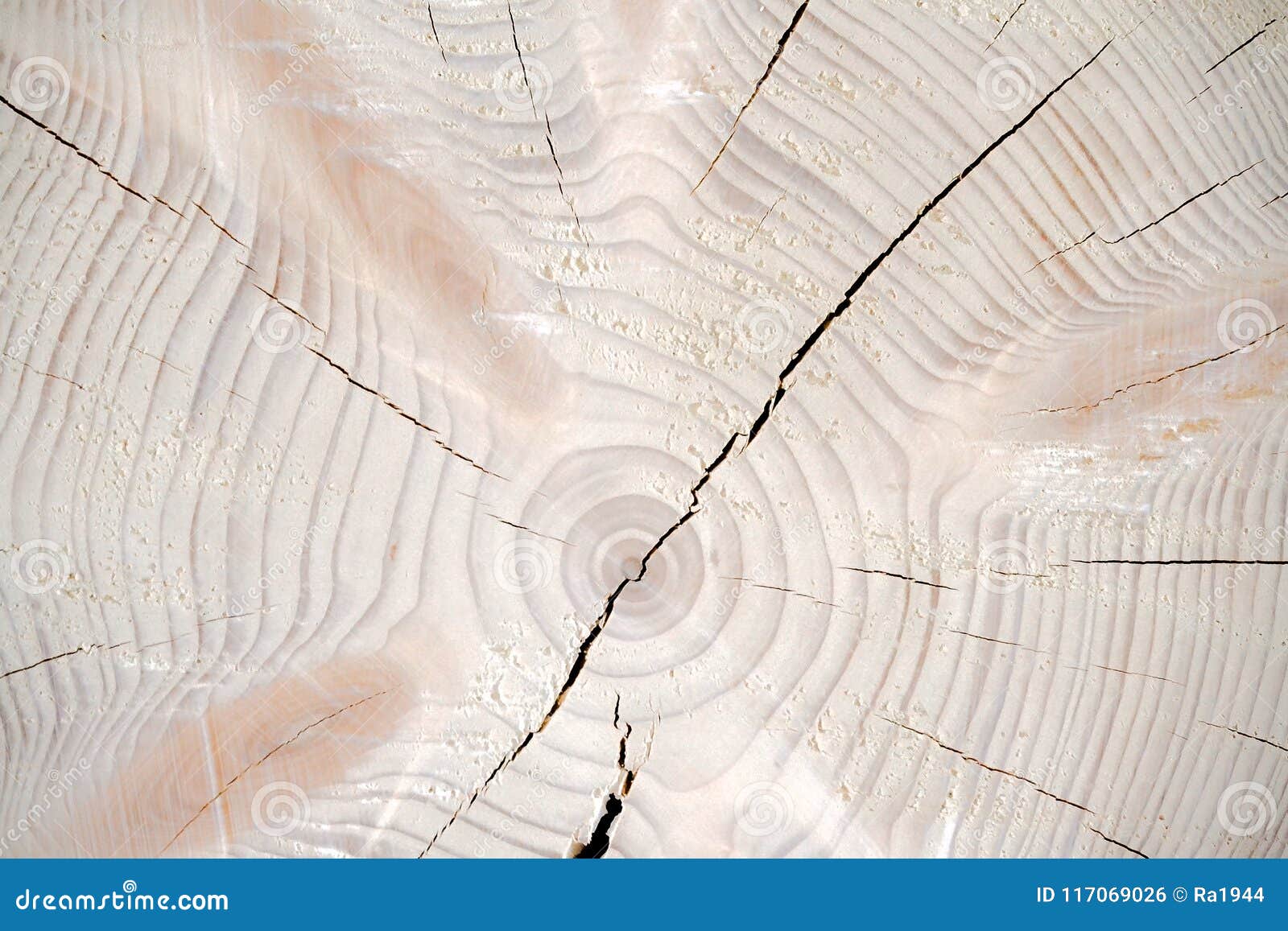 Wood Cedar Circle Texture Slice Background Stock Photo Image of