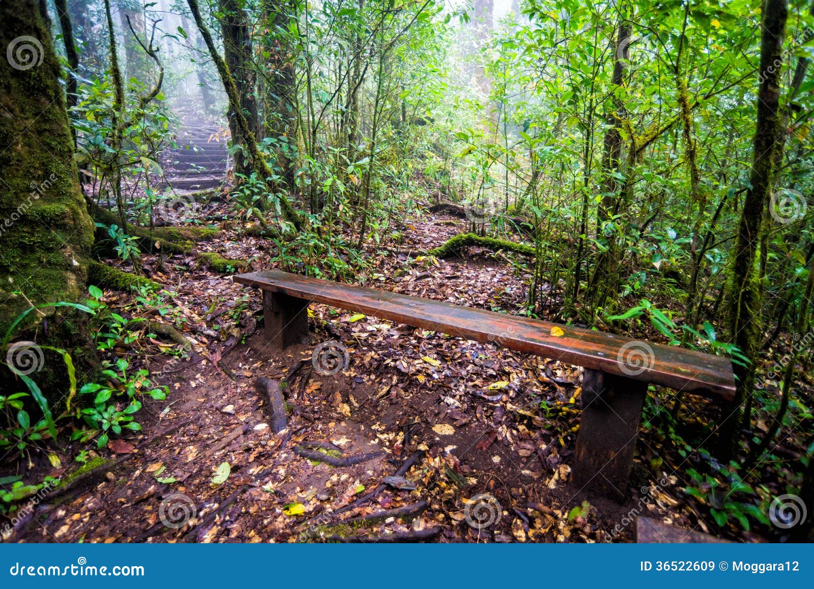 Wood chair in forest stock image. Image of flora, north 36522609