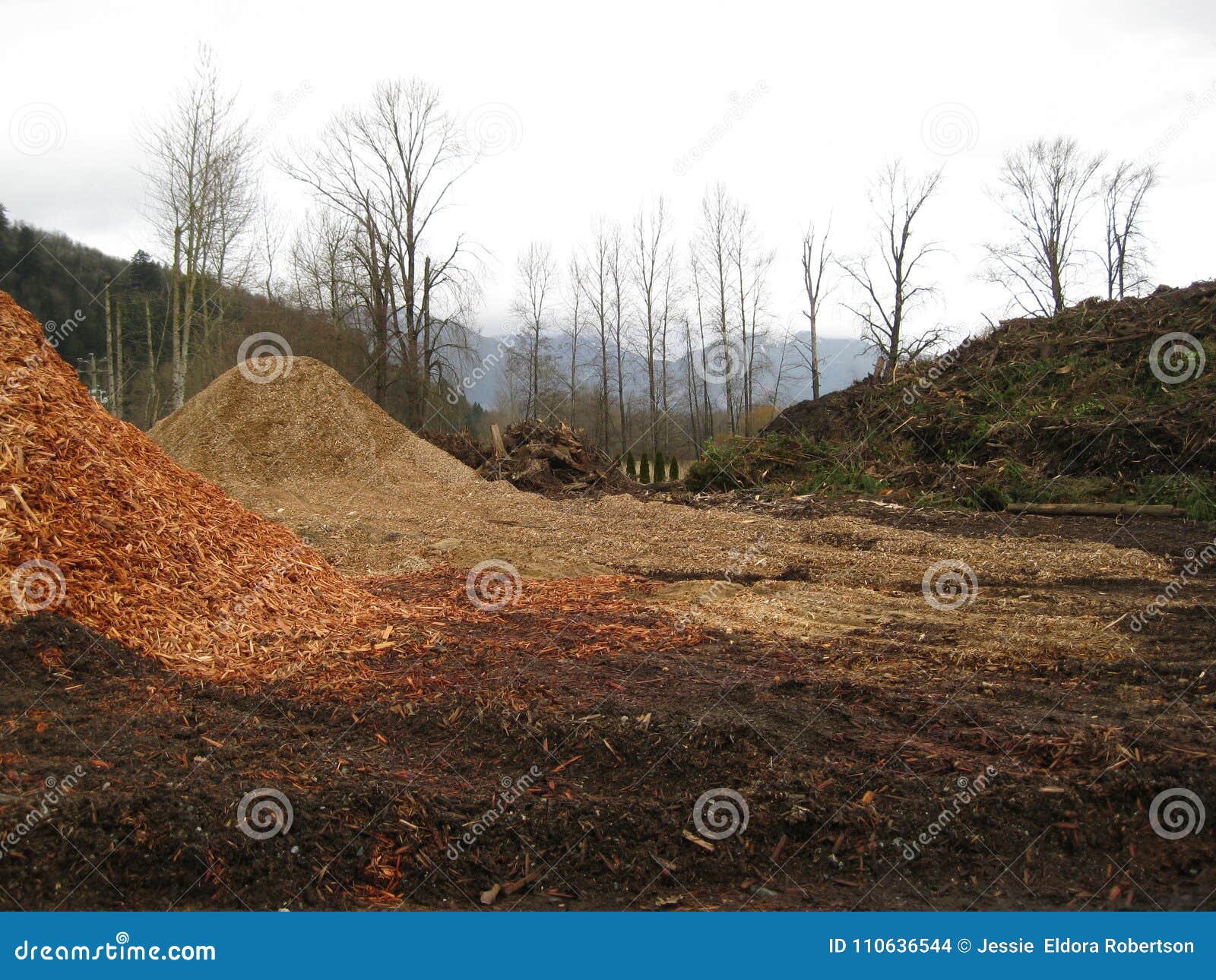 Wood Chip Pile in the Recycling Yard Stock Photo Image of nature
