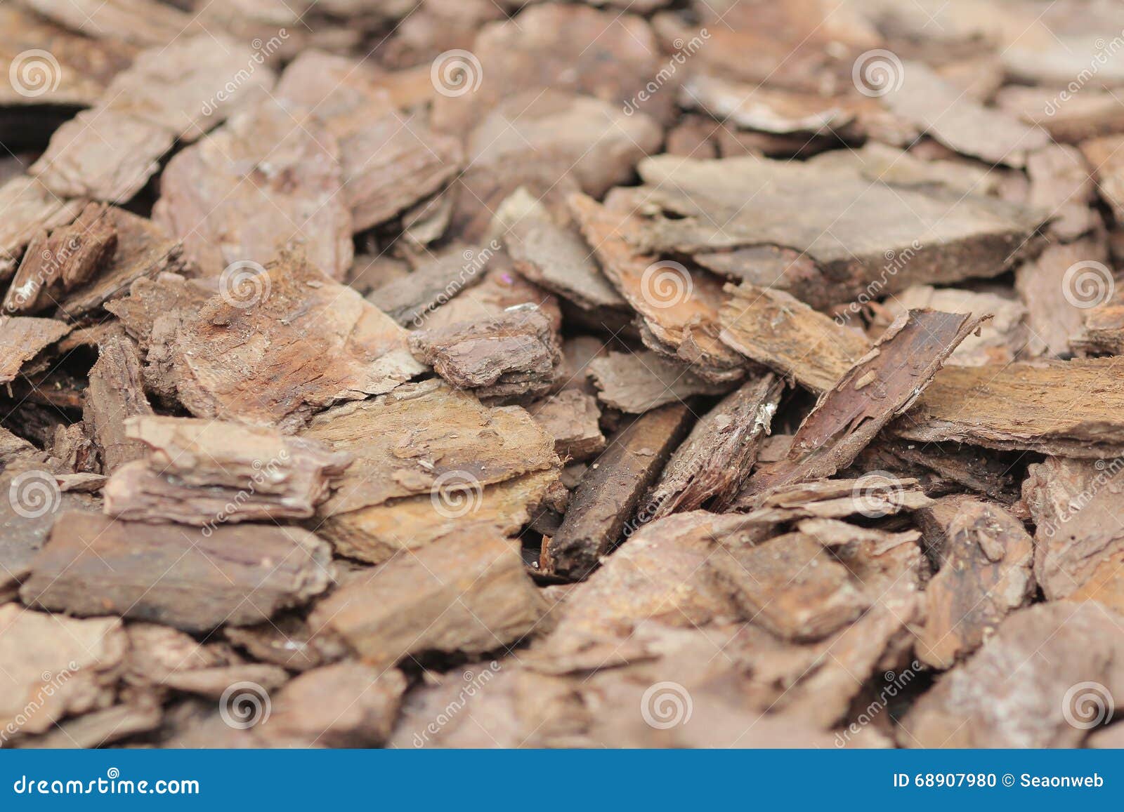 Wood Chips for a Biomass Combustion Stock Photo Image of forestry