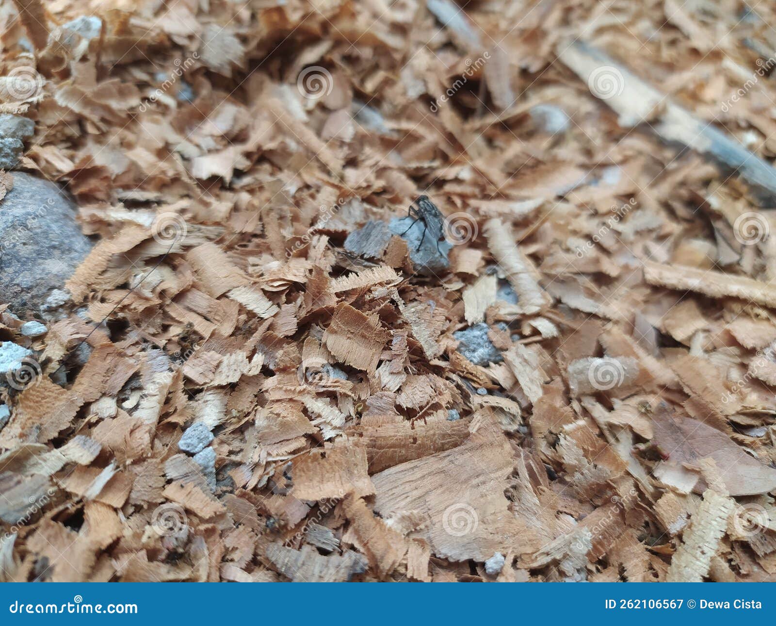 Wood Chips Scattered in the Yard Stock Image Image of scattered, wood
