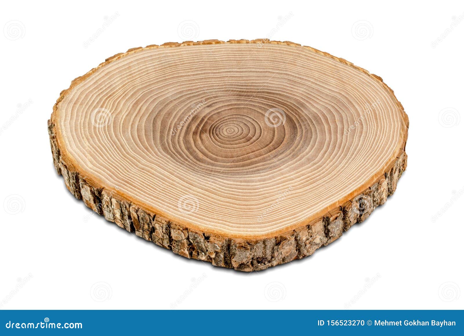 wood cross section. sliced tree trunk. wood texture, close-up.