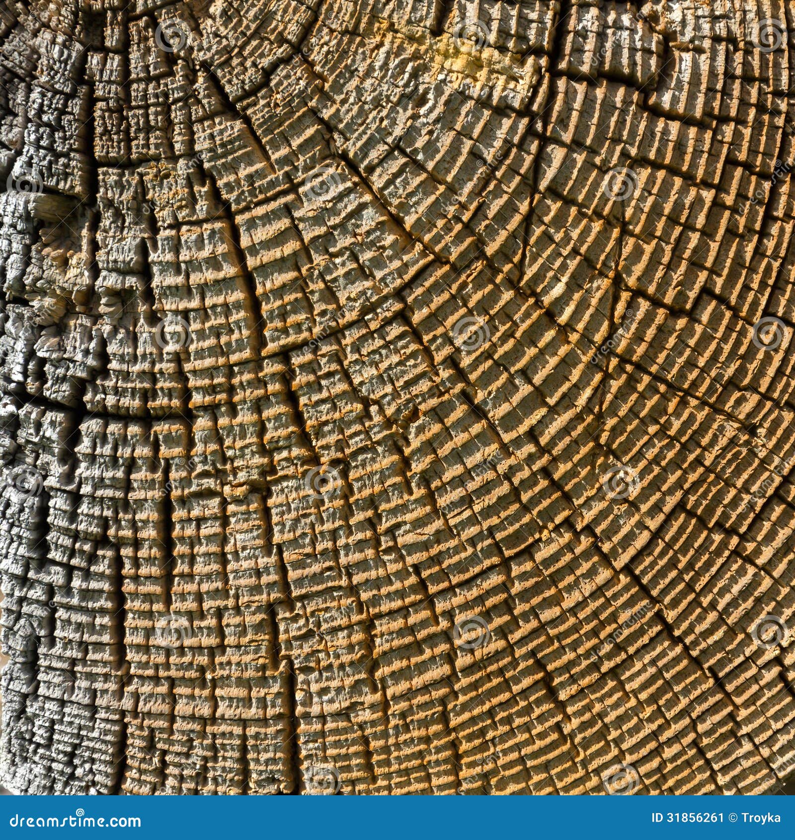 Wood Cross Section Texture. Stock Image Image of structure, material