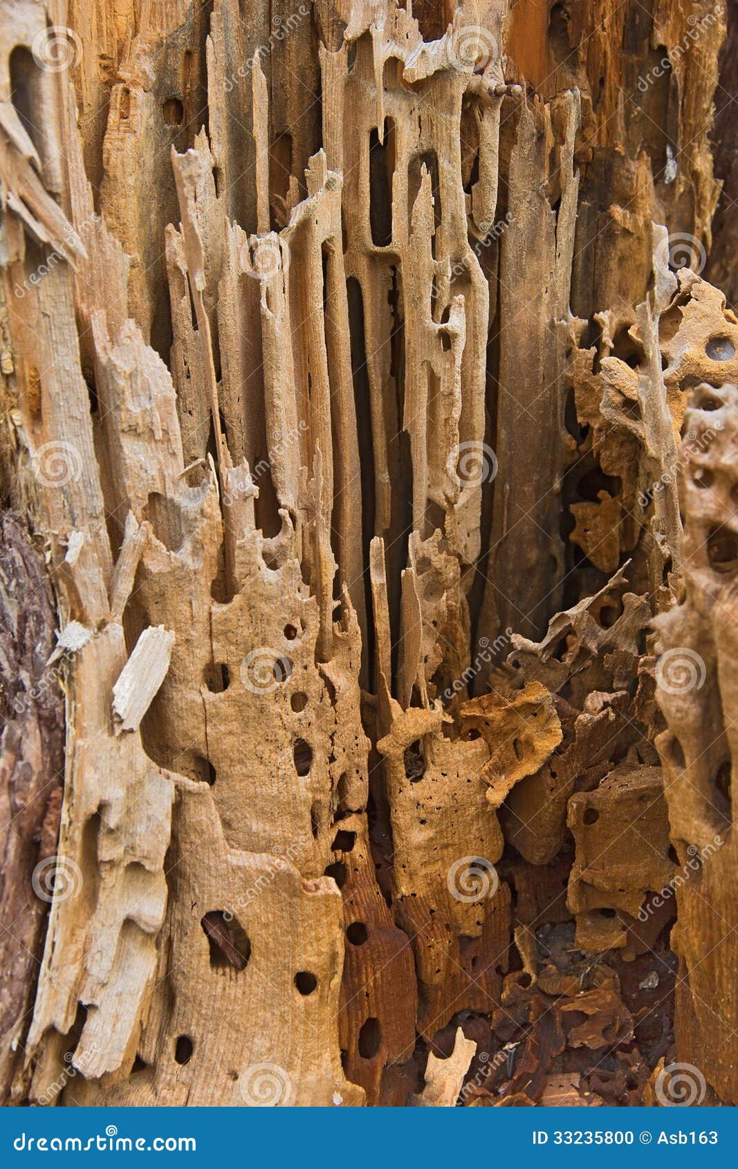 Wood Damaged by Beetle Larvae Stock Photo Image of damage, beetles