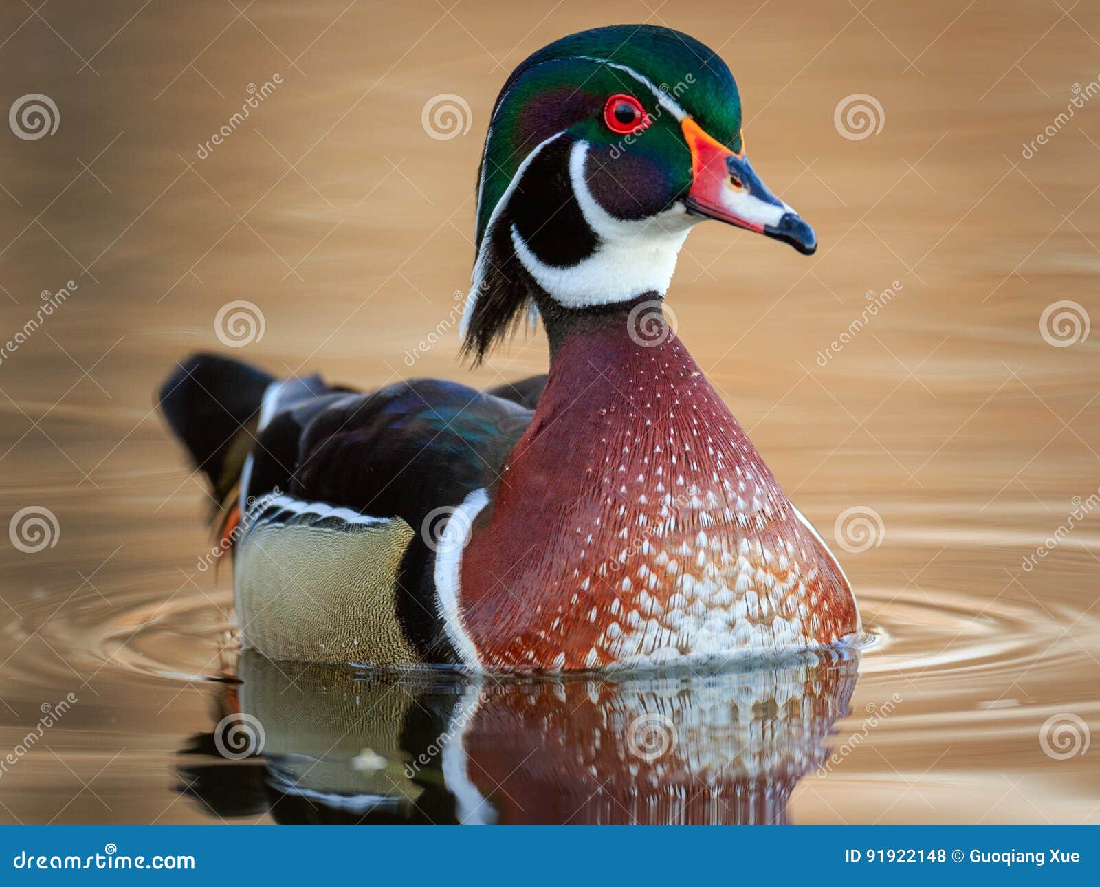Wood Duck stock photo. Image of breeding, swim, bird - 91922148