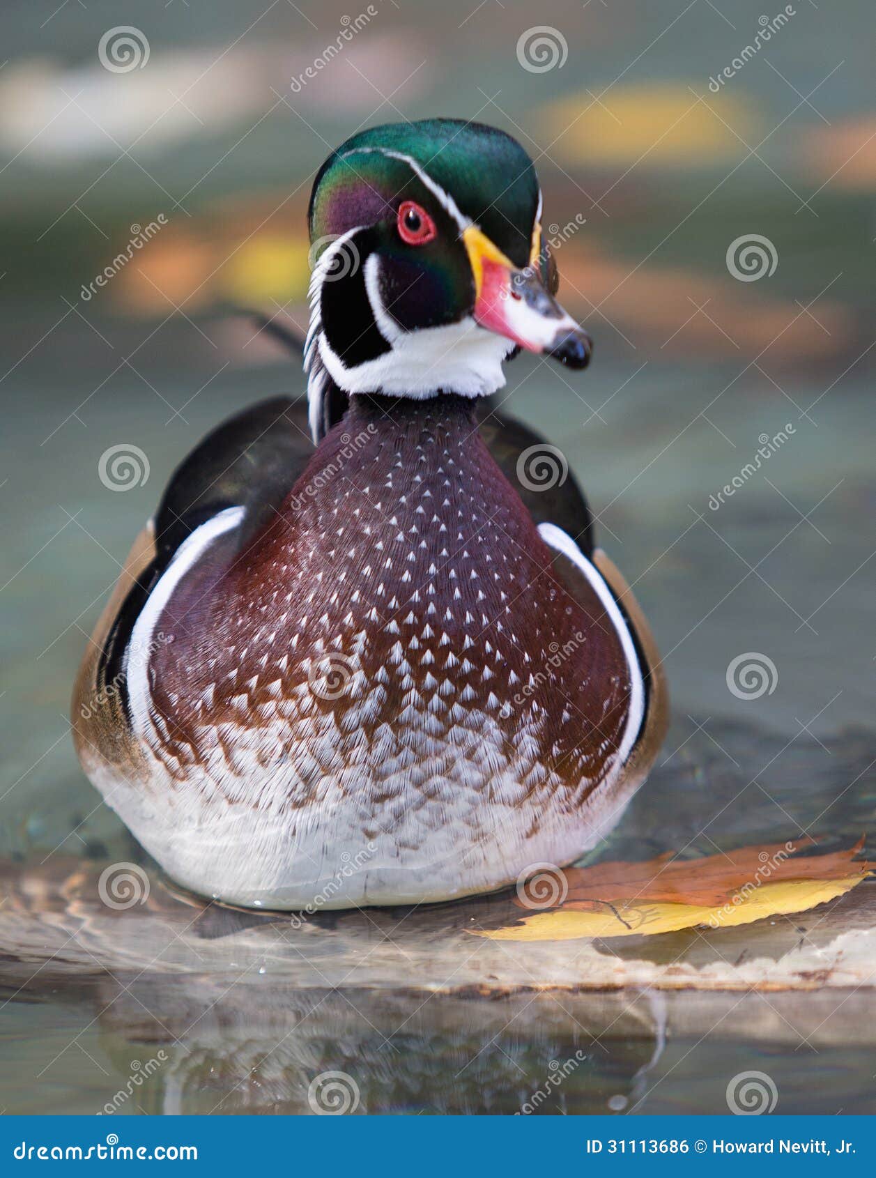 Wood Duck facing camera. stock photo. Image of great 31113686