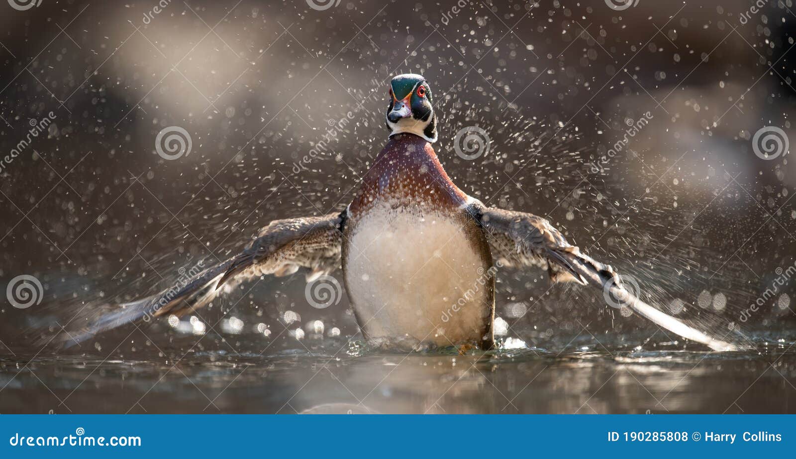A Wood Duck in Maine stock photo. Image of everglades 190285808