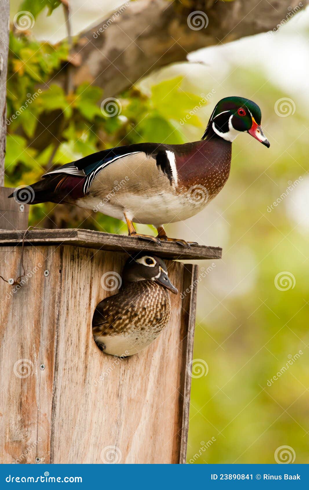 Wood Duck Pair stock image. Image of perched, female 23890841