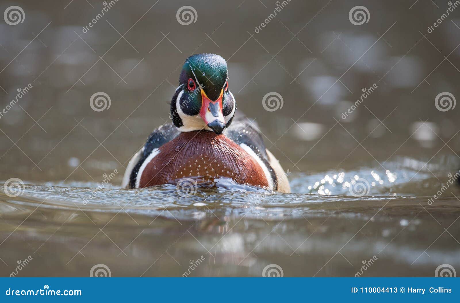 Wood Duck in Pennsylvania stock image. Image of maine 110004413