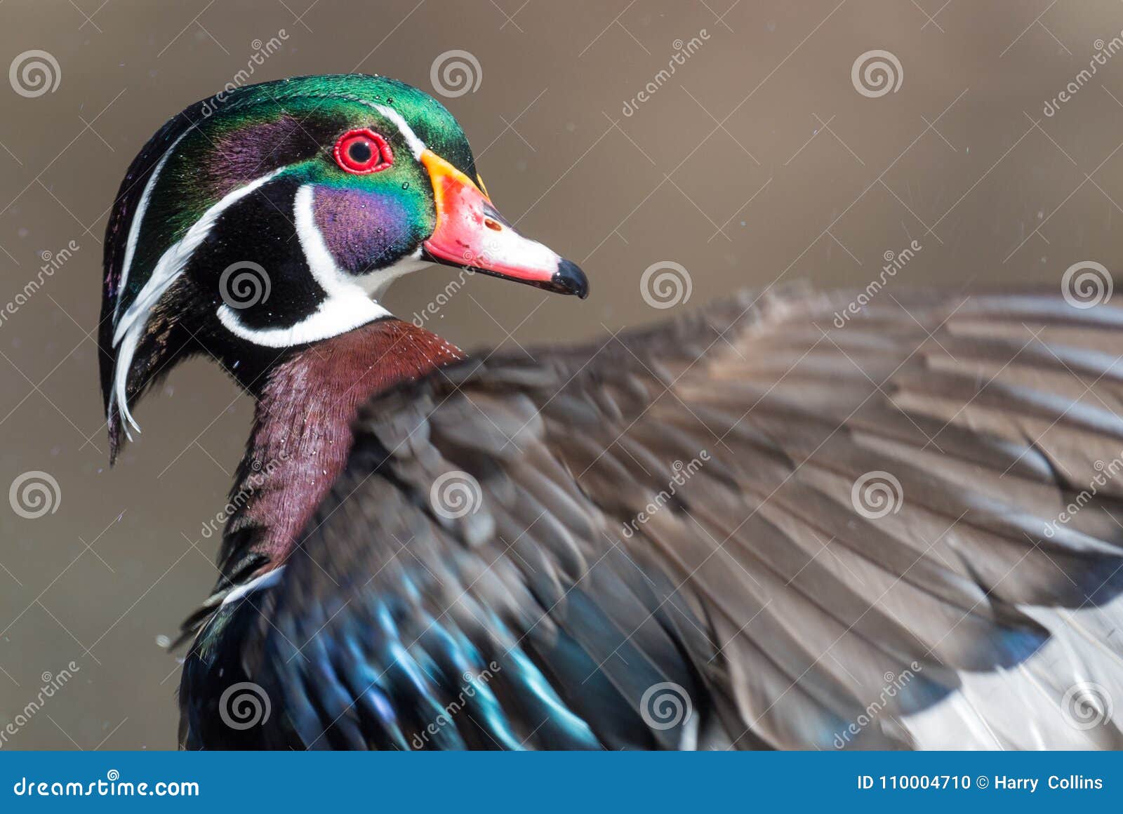 Wood Duck in Pennsylvania stock photo. Image of canada 110004710