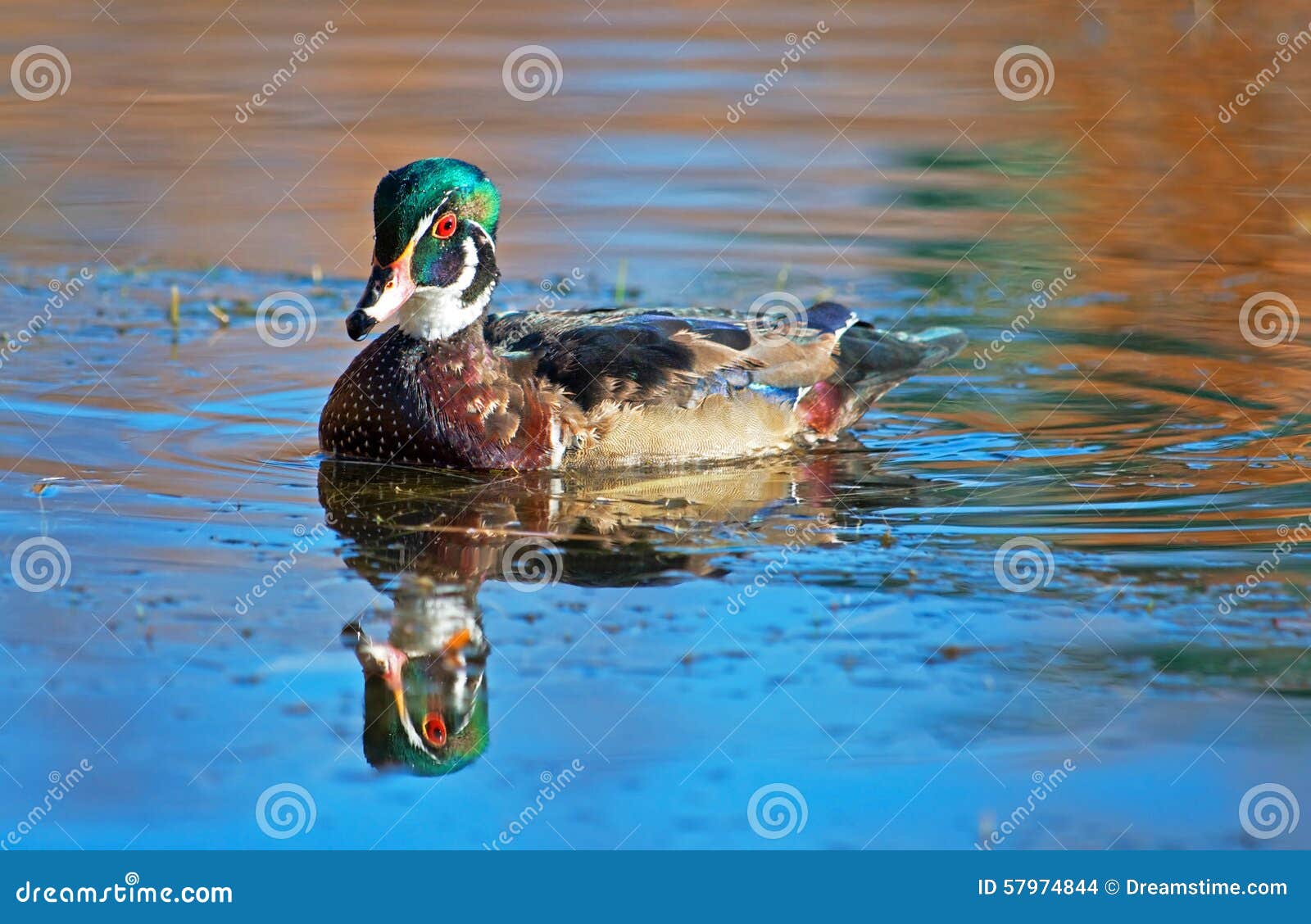 Wood Duck stock photo. Image of bright, ripple, beautiful 57974844