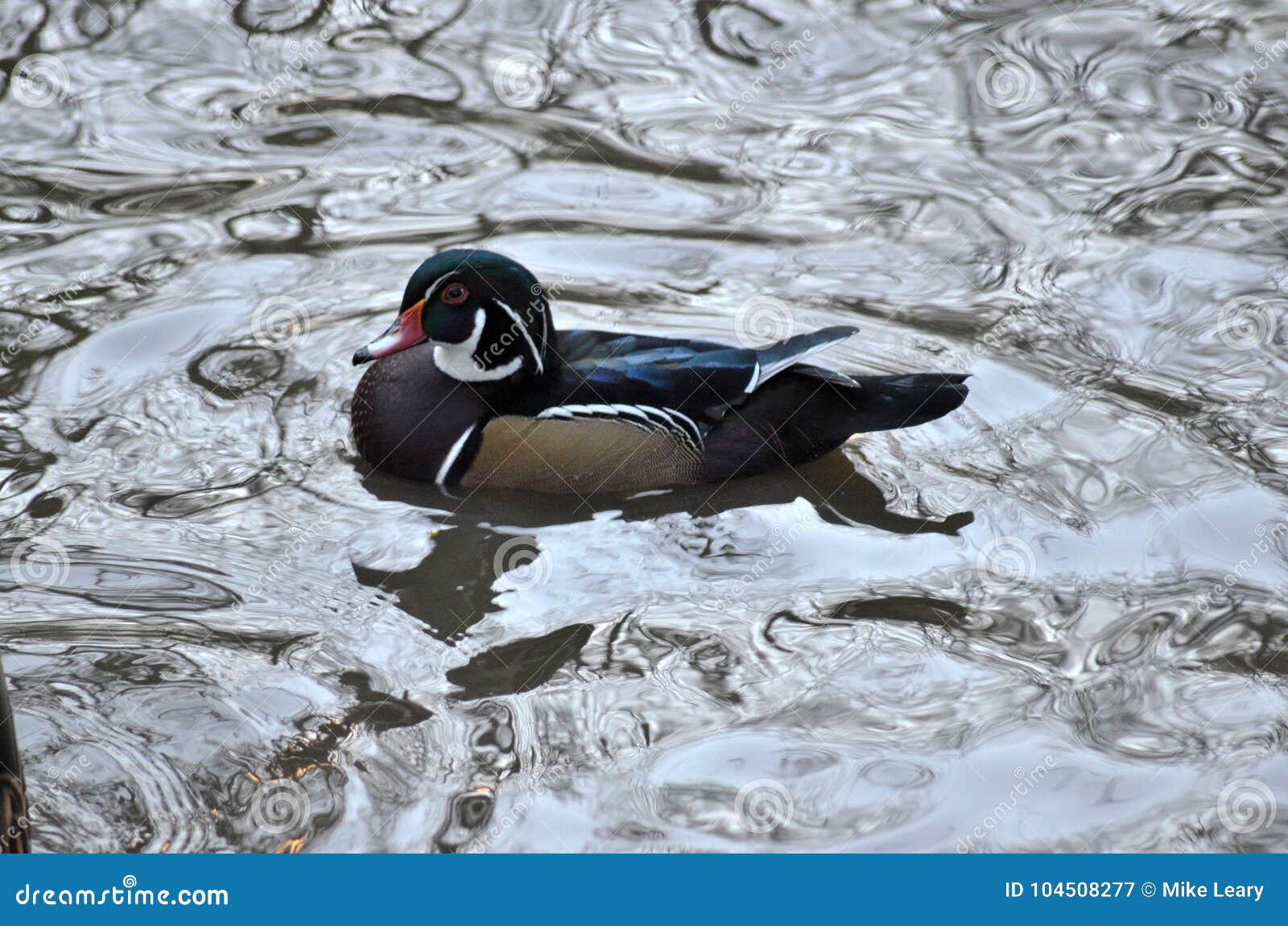 British Duck Identification Chart