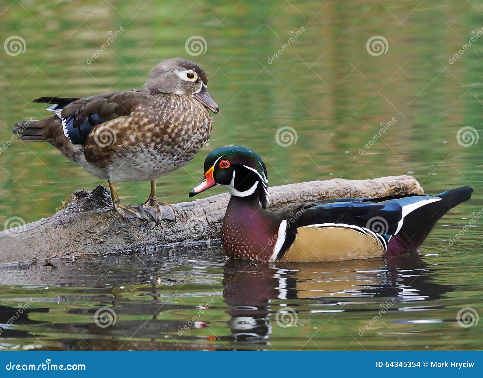 wood ducks - aix sponsa