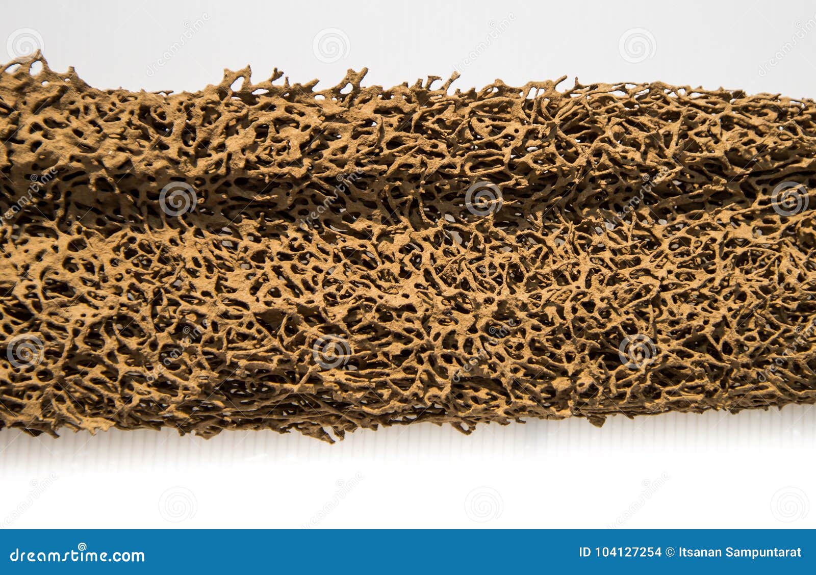 Wood eaten by termite stock photo. Image of texture 104127254