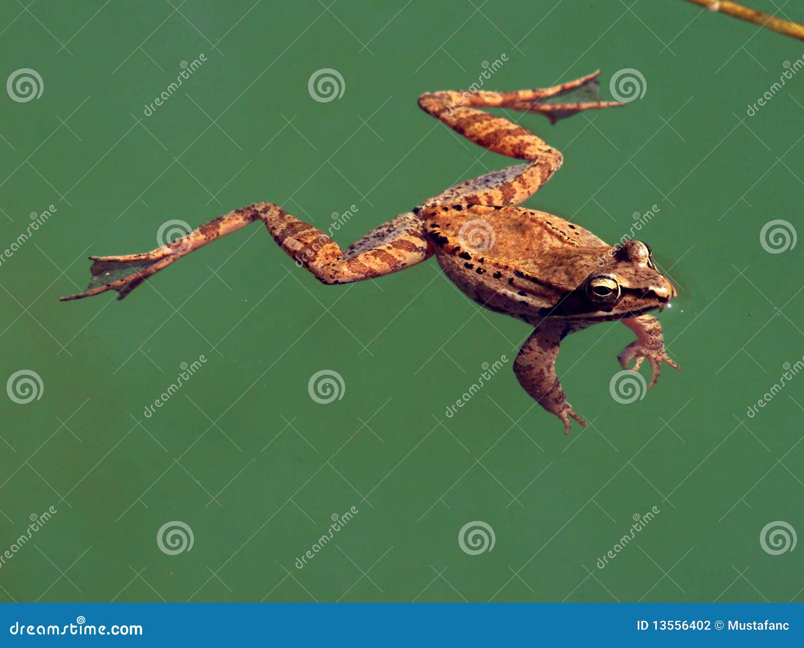 Wood frog stock photo. Image of amphibian, amphibians 13556402