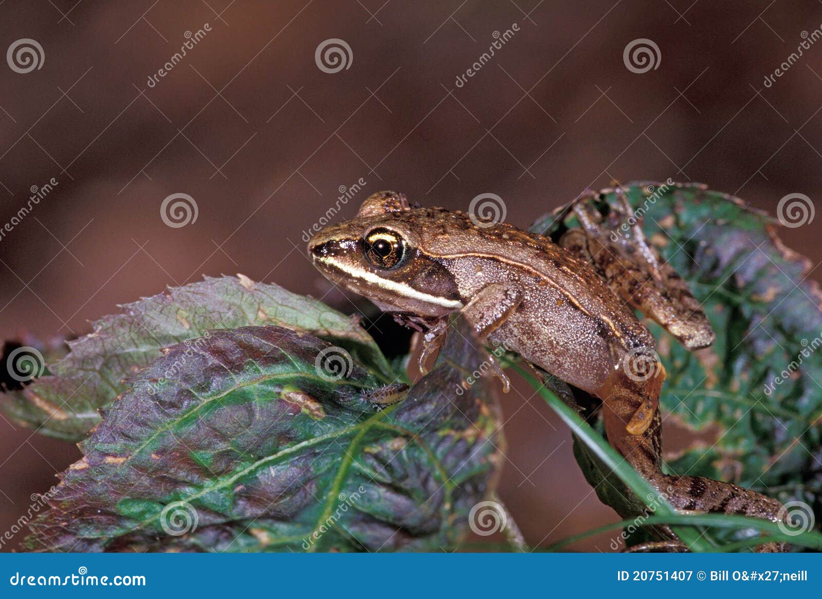 Wood Frog stock image. Image of nature, wildlife, algonquin 20751407