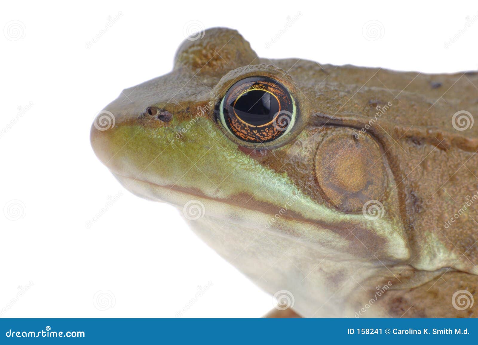 Wood Frog Species Lithobates Sylvaticus Stock Image