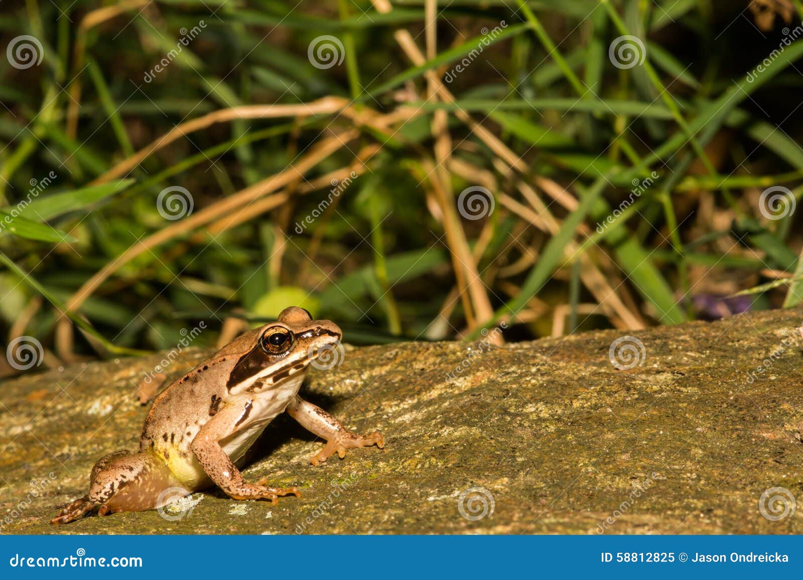 Wood Frog stock image. Image of funny, obligate, brown - 58812825