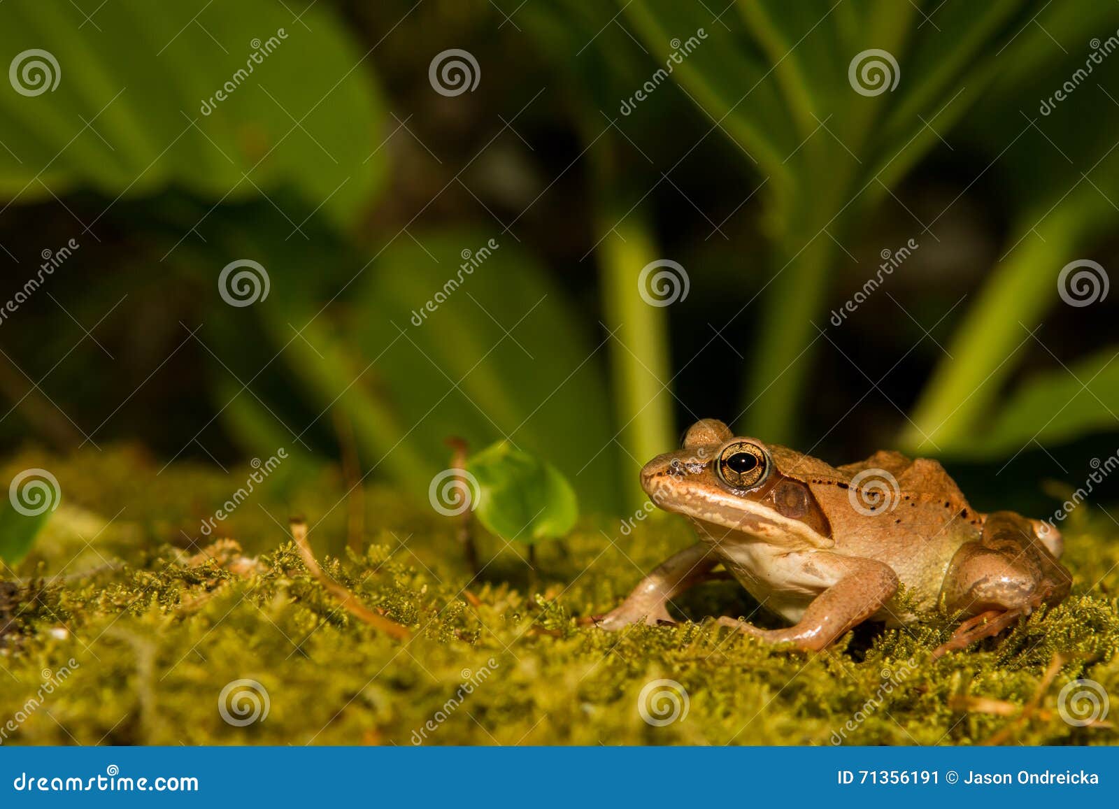 Wood Frog stock image. Image of frog, biology, animal 71356191