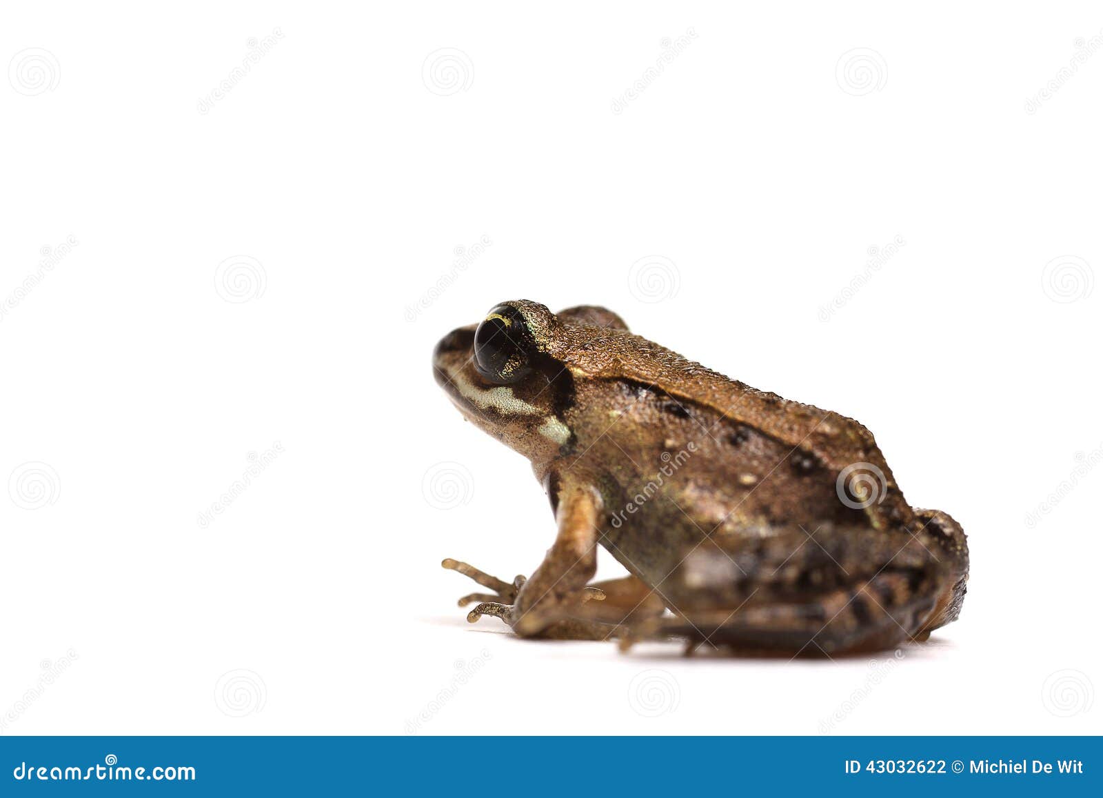 wood frog (rana sylvatica)