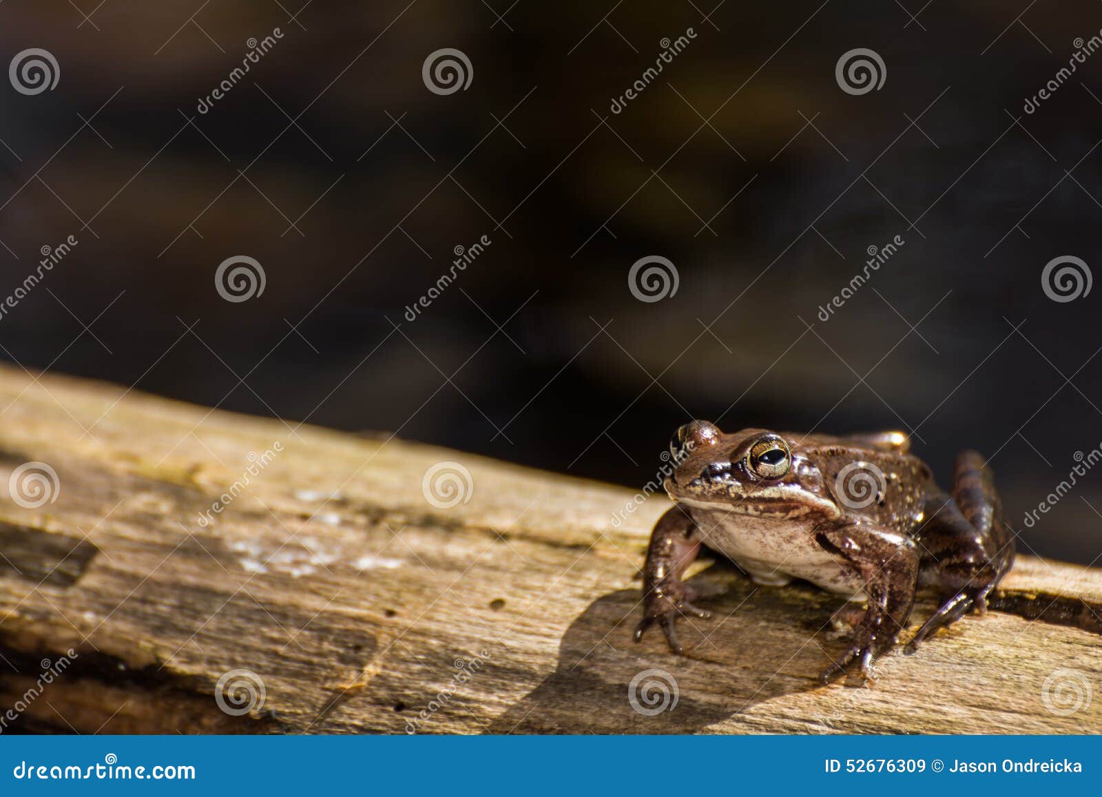 Wood Frog stock image. Image of external, behavior, fertilize 52676309