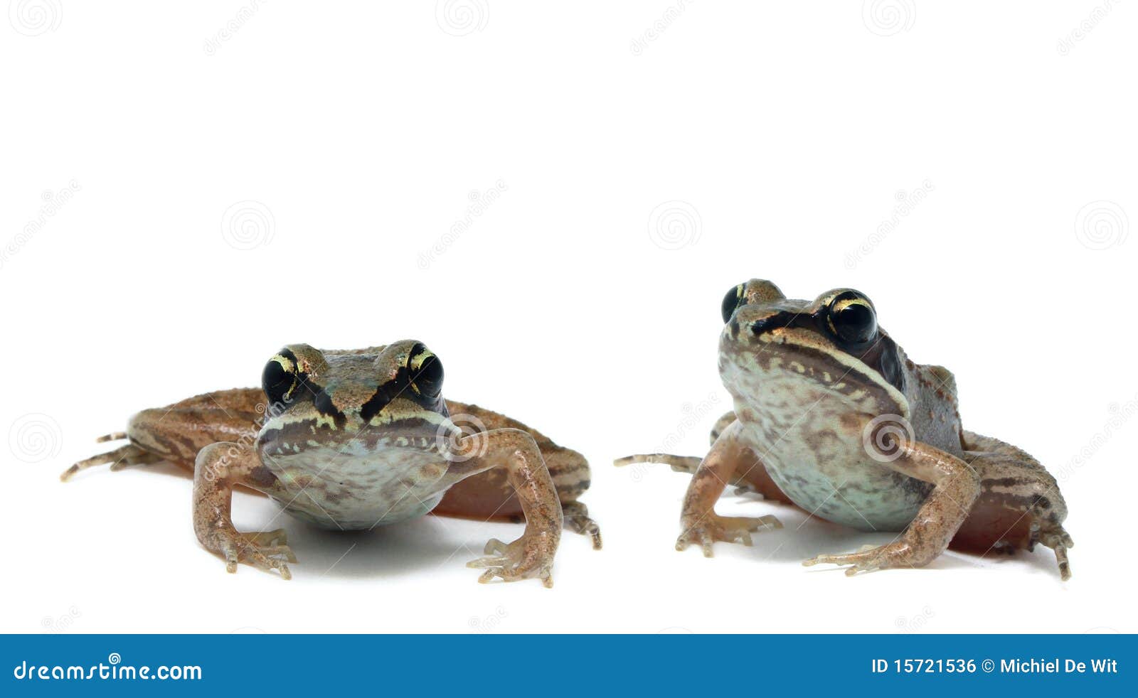 Wood Frogs (Rana Sylvatica) Stock Photo Image of colorful, nature
