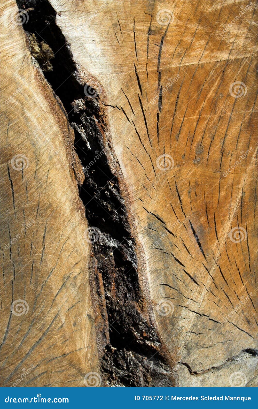Wood fuel stock photo. Image of lumbered, pile, rings, hard 705772