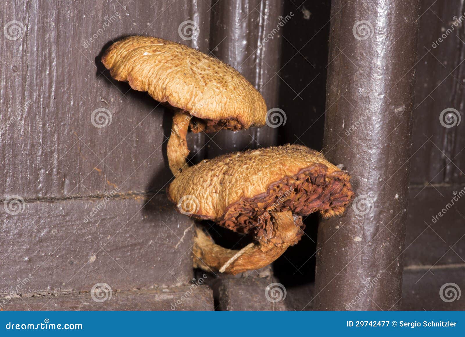 Wood Fungi stock image. Image of fungus, toadstool, closeup - 29742477