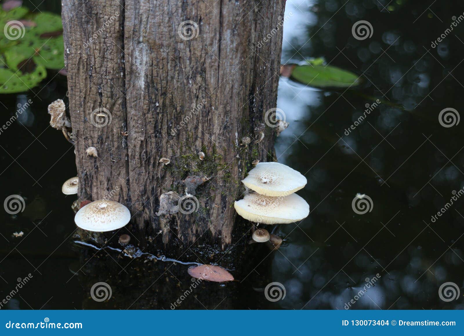 Wood Fungus on Waterbased Wood Piles Stock Photo Image of pile