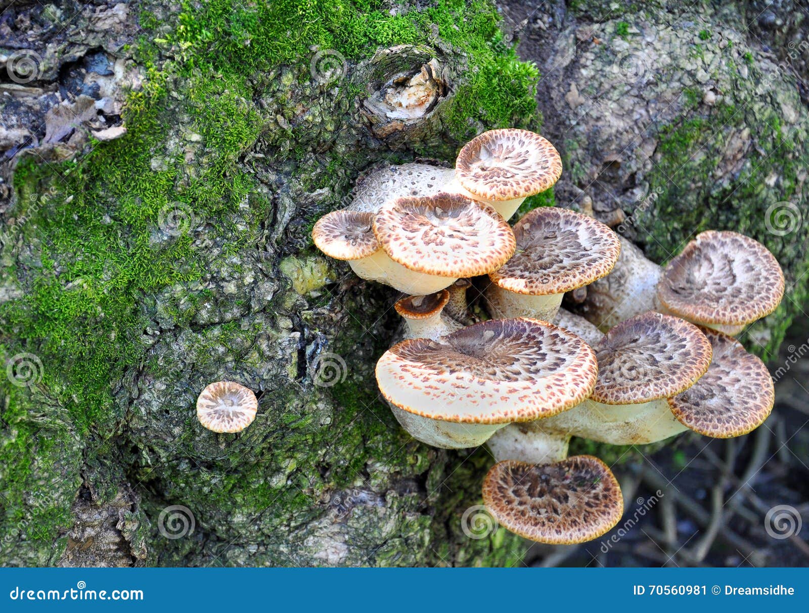 Wood fungus stock image. Image of wood, mushroom, detail 70560981