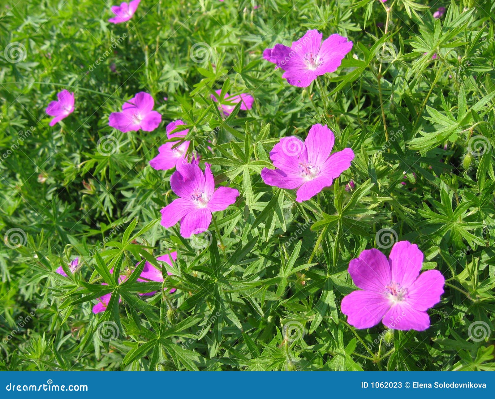Wood geranium stock image. Image of green, flora, natural 1062023