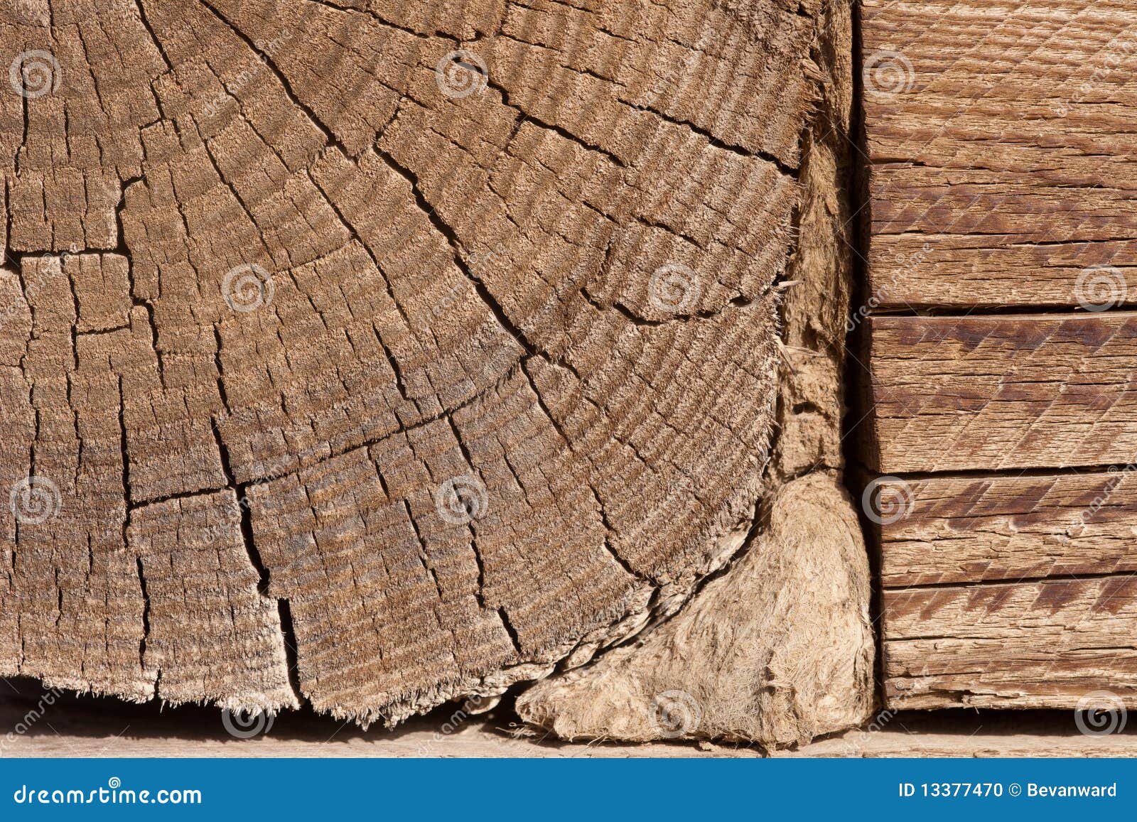 Wood grain stock photo. Image of wooden, grain, wood 13377470