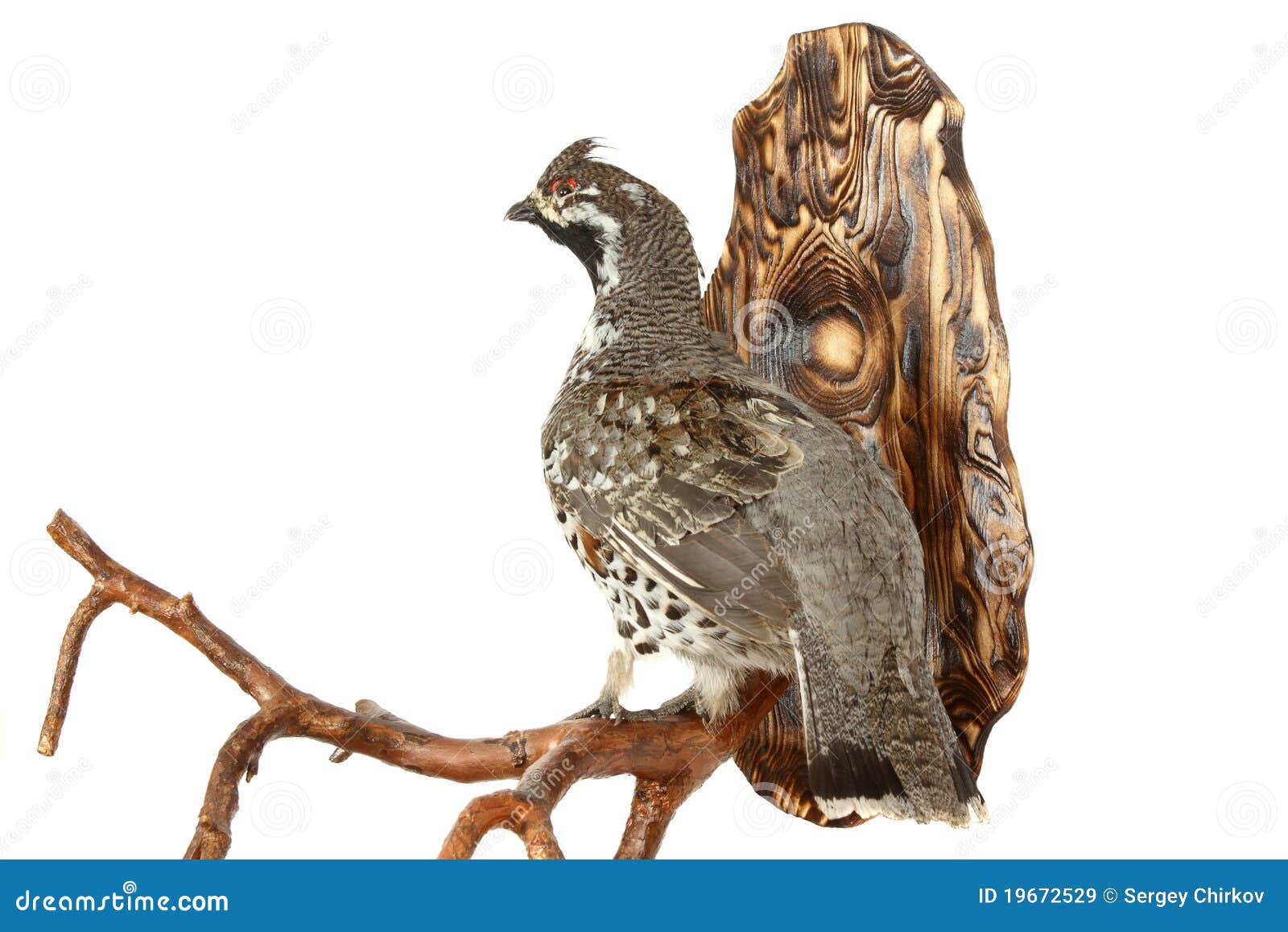 Woodgrouse stock image. Image of antique, skin, nature 19672529