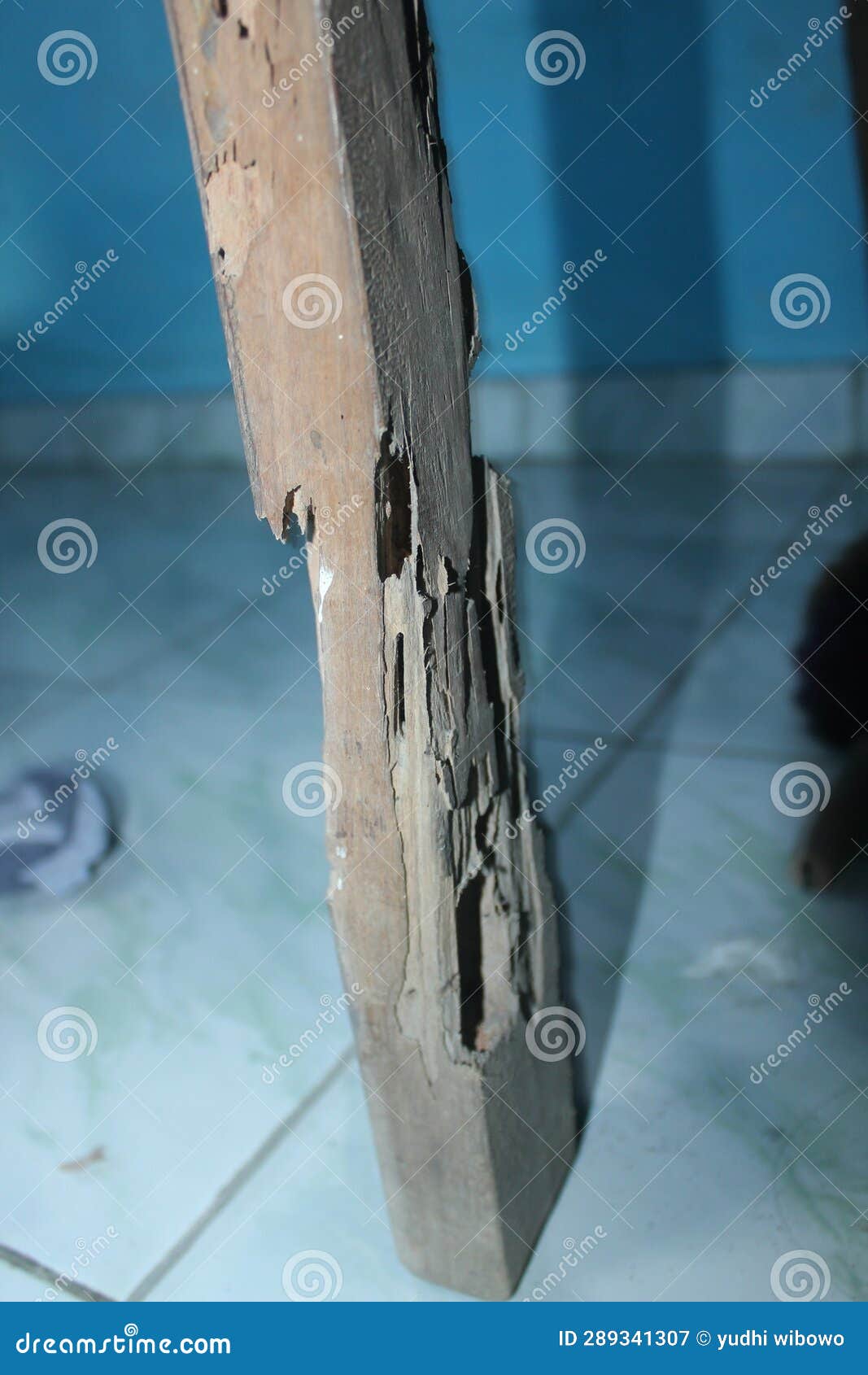The Wood Has Been Eaten by Termites Stock Image Image of reflection